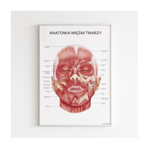 Plakat anatomiczny - MIĘŚNIE TWARZY
