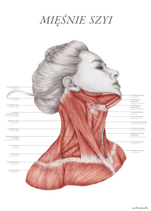 Plakat anatomiczny - Mięśnie szyi