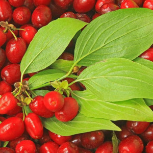 Dereń Jadalny Pyszny Na Soki Dżemy I Nalewki