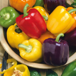 Blocky Mix' F1 peppers - Kiepenkerl