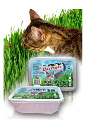 Trawa dla kota w pojemniku odkłaczająca Benek 150g