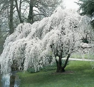 Wiśnia Pendula „śnieżna” Na Pniu Sadzonka