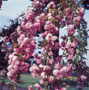 Wiśnia Kiku-shidare-zakura Na Pniu 200cm Sadzonka