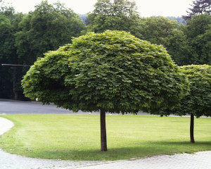 Klon Zwyczajny Globosum Na Pniu Sadzonka