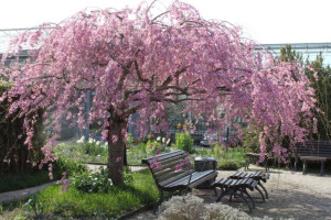 Wiśnia Pendula Rubra Płacząca 120-130 Cm