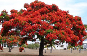 Płomień Afryki (Delonix Regia) 5 nasion
