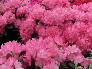 Rododendron (różanecznik) Marlis Sadzonka