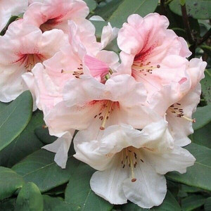 Rododendron (różanecznik) Hania Sadzonka