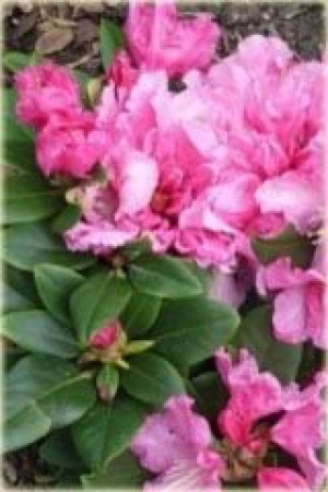 Rododendron (różanecznik) Rodrigo Sadzonka