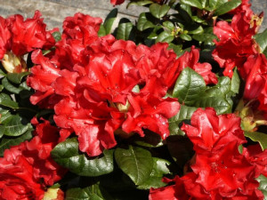 Rododendron (różanecznik) Scarlet Wonder Sadzonka