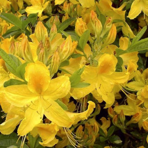 Azalia Wielokwiatowa Goldtopas Sadzonka