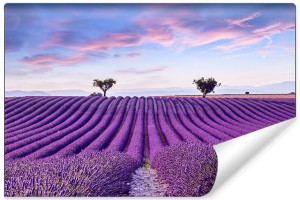 Fototapeta DEKORACYJNA Krajobraz Pole Lawendy Efekt 3D 360cm x 240cm