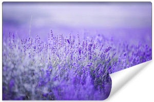 Fototapeta DEKORACYJNA Efekt 3D Lawendowe Kwiaty 368cm x 254cm