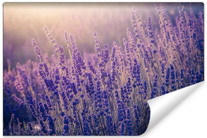 Fototapeta ŚCIENNA Pole Lawendy Efekt 3D 270cm x 180cm