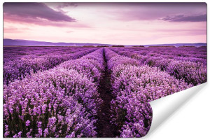Fototapeta DEKORACYJNA Krajobraz Lawendowe Pole Efekt 3D 368cm x 254cm