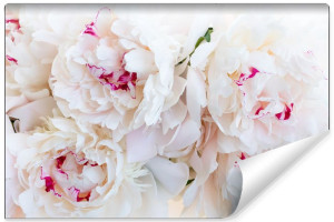 Fototapeta DEKORACYJNA Piękne Różowe Peonie Efekt 3D 270cm x 180cm