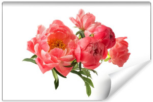 Fototapeta DEKORACYJNA Kwitnące Peonie na Białym Tle 3D 315cm x 210cm