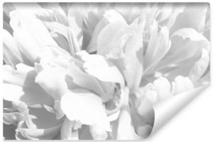 Fototapeta ŚCIENNA Piwonie 3D w Minimalistycznym Stylu 315cm x 210cm