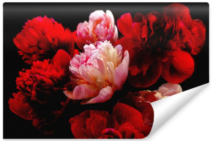 Fototapeta DEKORACYJNA Czerwone Piwonie Efekt 3D 90cm x 60cm