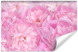 Fototapeta DEKORACYJNA Różowe KWIATY Peonie Efekt 3D 400cm x 280cm