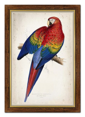 Obraz na płótnie kolorowa papuga 67x97cm