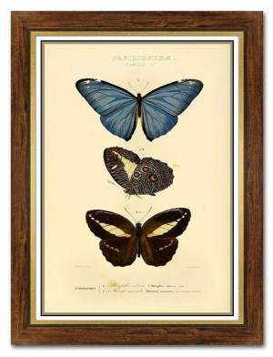 Obraz na płótnie dla botanika motyle 62x82cm