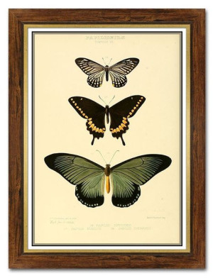 Obraz na płótnie dla botanika motyle 62x82cm