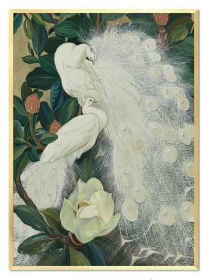 Obraz na płótnie biały paw 53x73cm