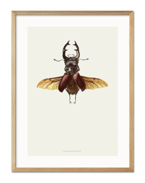 Obraz owad 33x43cm