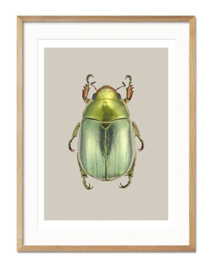 Obraz owad 33x43cm