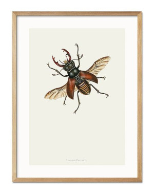 Obraz owad 33x43cm