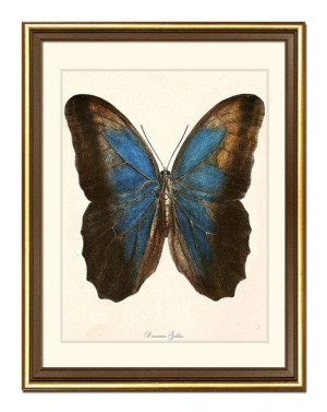 Obraz na płótnie dla botanika motyl 33x43cm