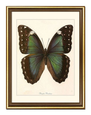 Obraz na płótnie dla botanika motyl 33x43cm