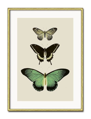 Obraz plakat przyroda papier 31x41cm