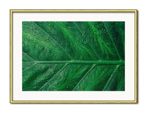 Obraz tropikalne liście i kwiaty przyroda 31x41cm