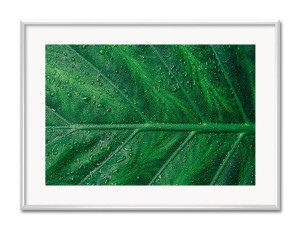 Obraz tropikalne liście i kwiaty przyroda 31x41cm