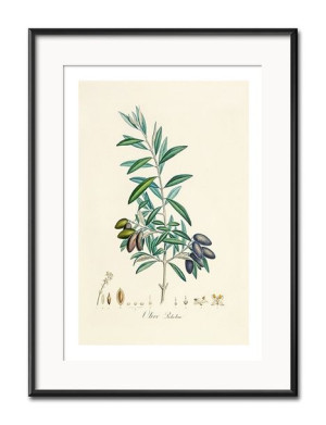 Obraz plakat przyroda papier 31x41cm