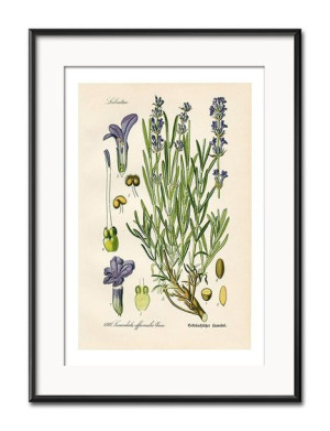 Obraz plakat przyroda papier 31x41cm