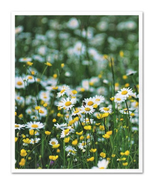 Obraz plakat na płótnie przyroda 43x53cm
