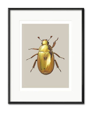 Obraz dla botanika owad 21x26cm