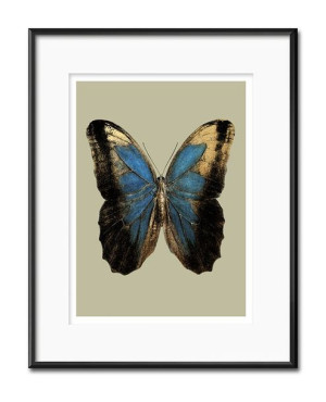 Obraz dla botanika motyl 21x26cm