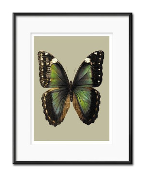 Obraz dla botanika motyl 21x26cm