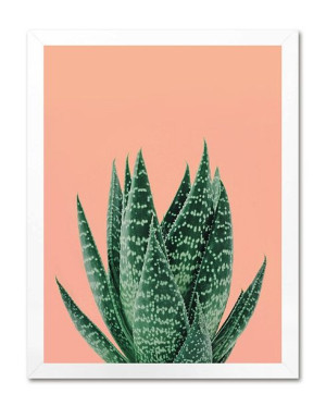 Obraz na płótnie aloes 33x43cm