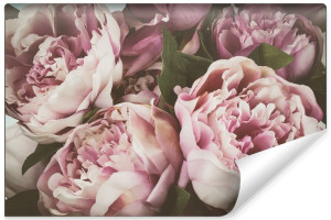 Fototapeta dekoracyjna ŚCIENNA Peonie w Stylu Vintage 270cm x 180cm