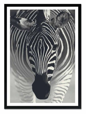 Obraz na płótnie zebra 53x73cm