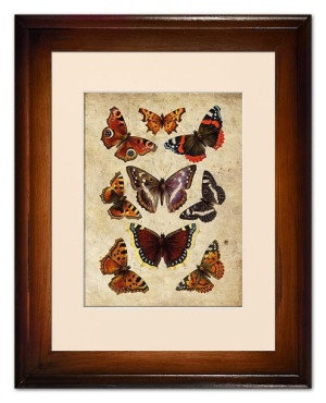 Obraz motyle retro 37x47cm