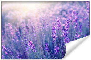 Fototapeta DO SALONU Efekt 3D Pole i Kwiaty Lawendy 180cm x 120cm
