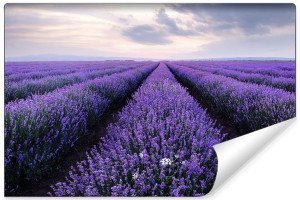Fototapeta Krajobraz 3D DO SYPIALNI Lawendowe Pole 400cm x 280cm