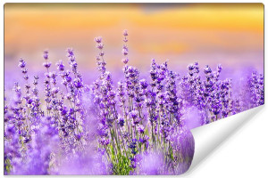 Fototapeta Krajobraz 3D DO SALONU Kwiaty Lawendy i Zachód 270cm x 180cm