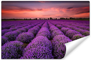 Fototapeta 3D DO SYPIALNI Zachód Słońca i Pole Lawendy 135cm x 90cm
